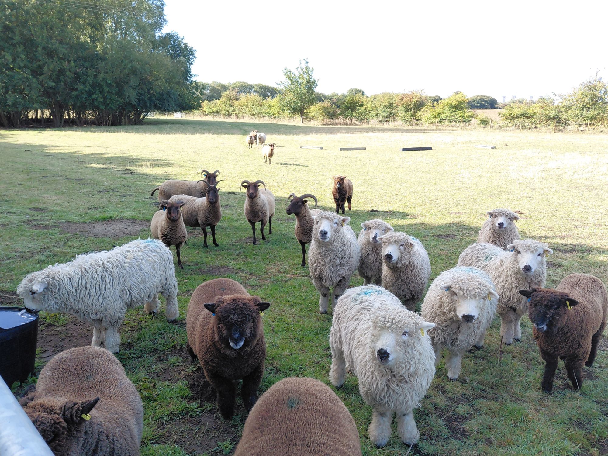 Sheep behind a gate