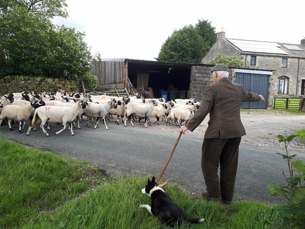 A shepherd calling his sheep into the farmyard