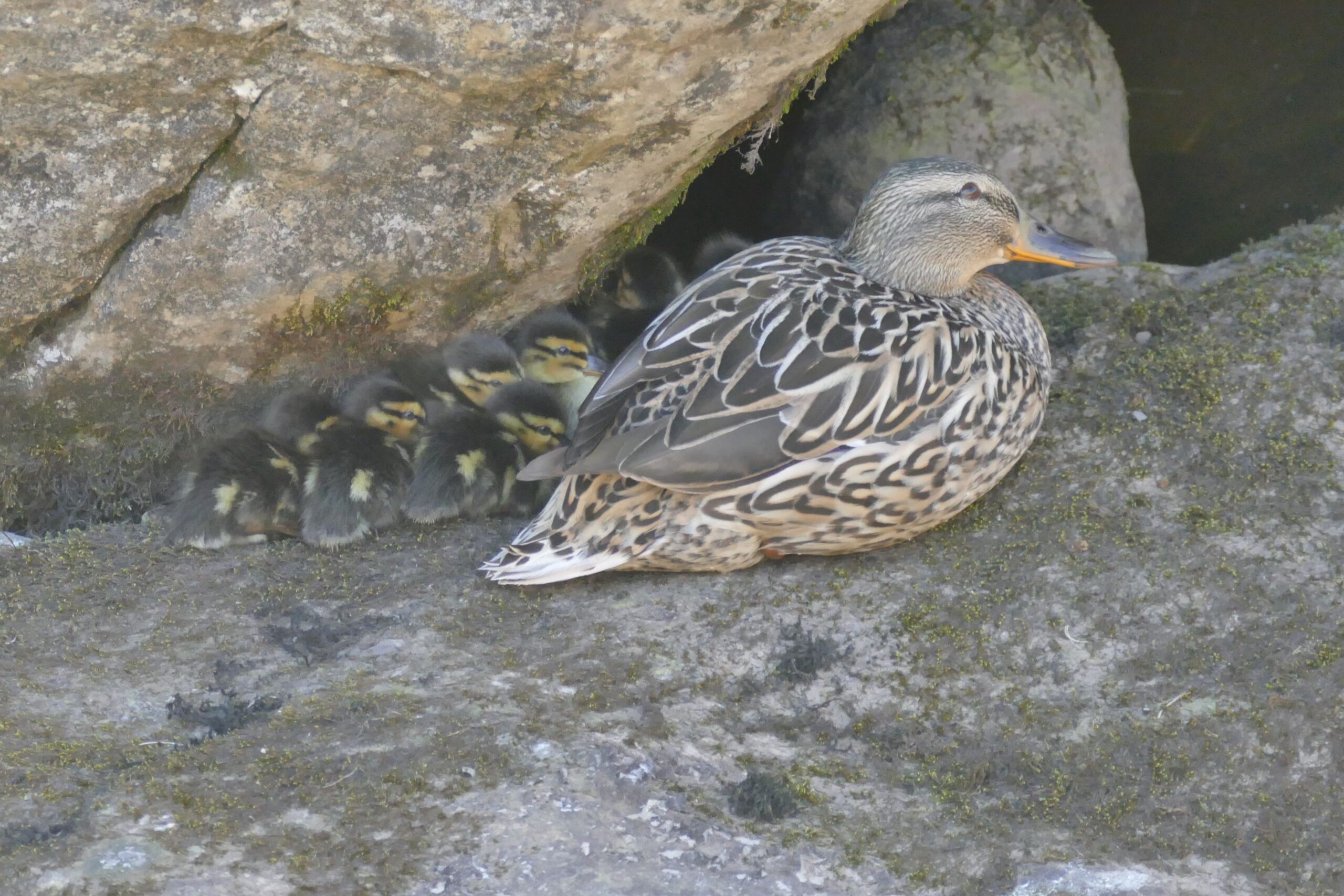 CG146-ducklings