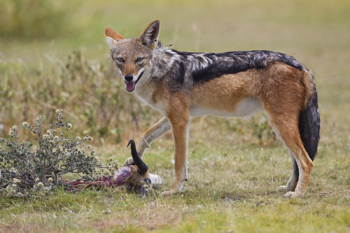 CG093-jackal