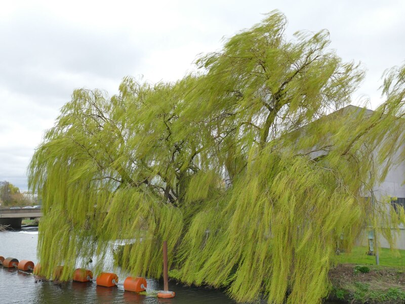 CG149-willow