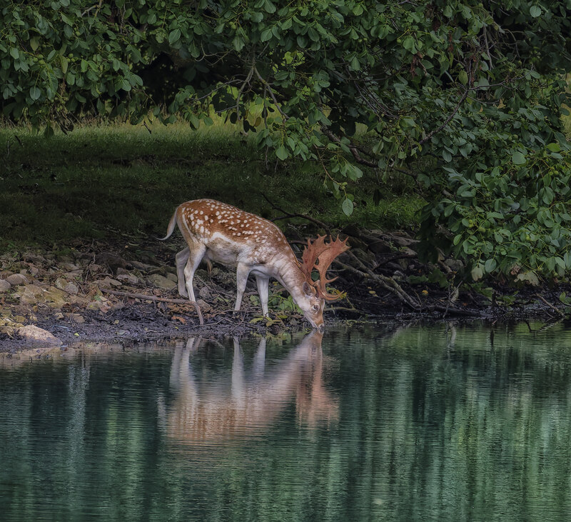 CG010-deer=drinking-geograph-8130243-by-Andy-Stephenson